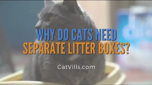 Video thumbnail for WHY DO CATS NEED SEPARATE LITTER BOXES