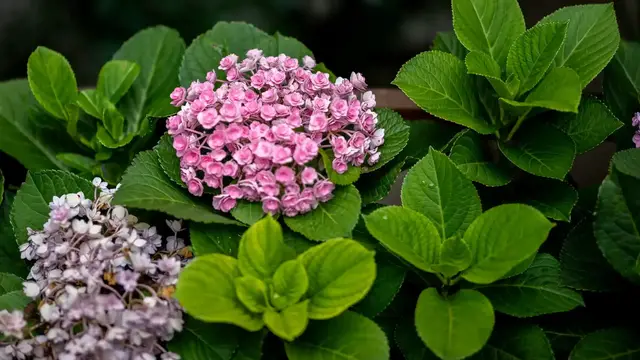'Video thumbnail for Hydrangea Pruning: Essential Tips for Healthy, Beautiful Blooms'
