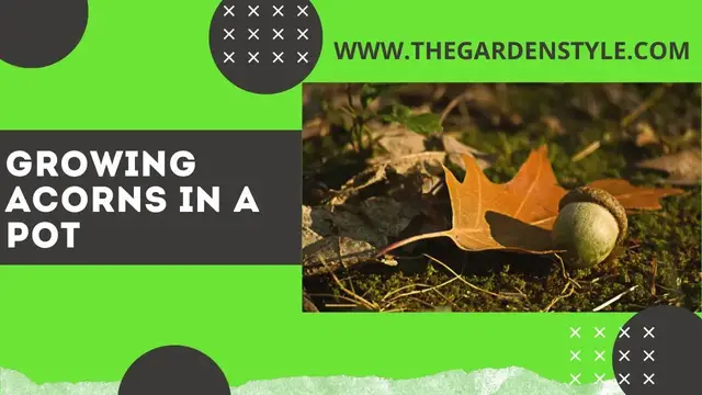 Video thumbnail for How to Grow an Oak Tree from an Acorn Seed 🌰 🌱 🌳