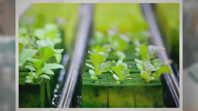 Video thumbnail for What Is Hydroponic Cultivation?
