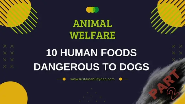 'Video thumbnail for 10 human foods dangerous to dogs part 2'