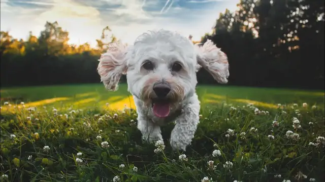 Video thumbnail for Cockapoo – rasa designerska. Co ją wyróżnia? Opis rasy cockapoo