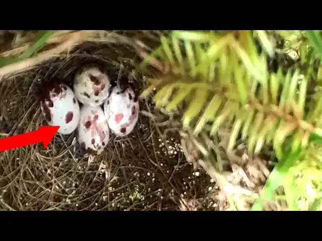 Video thumbnail for Baby Sparrow Anticipates Feeding // Hungry Hatchling: Sparrow Waits for Mother's  @ViralBirdNest