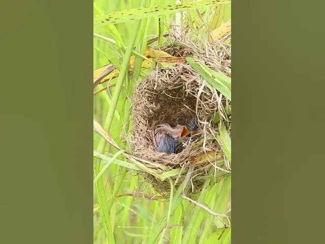 Video thumbnail for Two Wild Baboes Birds d on Nest AP#008 #Feedigbirds #nature #shortvideo #viralvideo #birds #farming