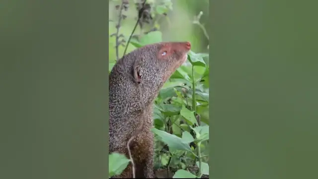 Video thumbnail for Ruddy mongoose   #shorts