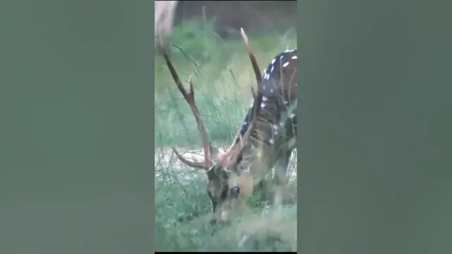 Video thumbnail for Deer | Spotted Deer #shorts