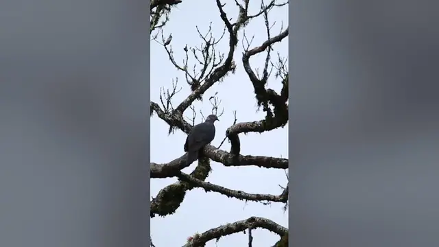 Video thumbnail for Sri Lanka Wood pigeon #shorts