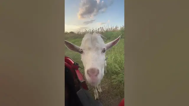 Video thumbnail for That goat likes the motorcycle.😍😀😂🤣#shorts