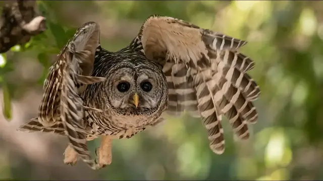 Video thumbnail for Can I Keep an Owl as a Pet?