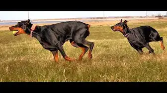 Video thumbnail for How to Train a Doberman Pinscher