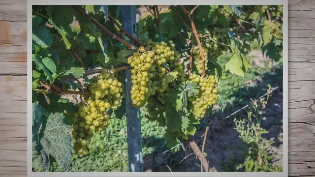 Video thumbnail for Wine Regions in the World