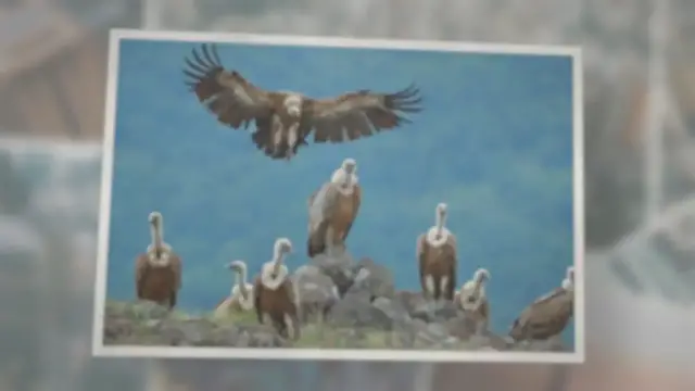 'Video thumbnail for What Do Vultures Eat: Everything from Dead Animals to Fruit!'