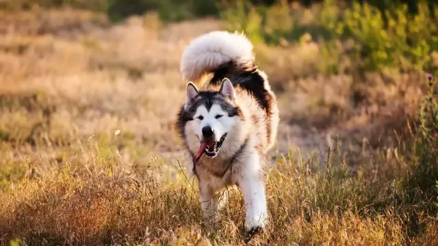 Video thumbnail for Alaskan malamute – silny pies zaprzęgowy. Poznaj go bliżej!