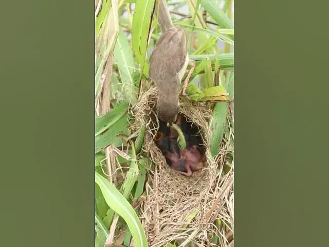 Video thumbnail for Mother Feeding Worm to baby #birdslover #birdnestandbaby #birdnest #birdsounds #nestfornewbie