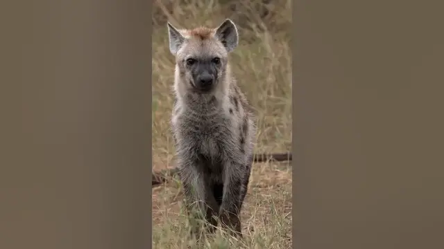 Video thumbnail for Dog sneeze as a tool of democracy #shorts