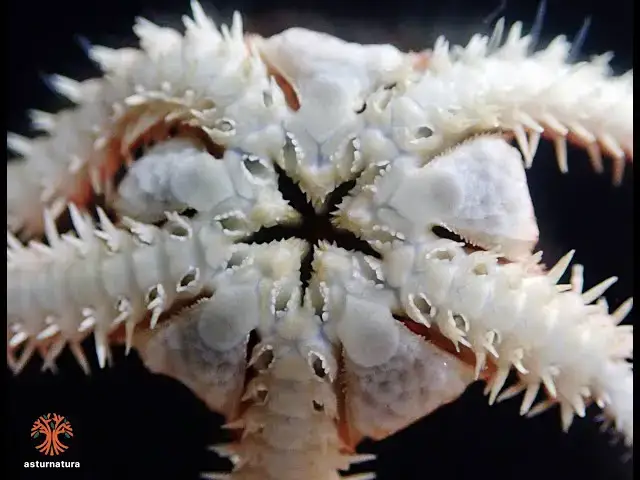 Video thumbnail for Ophiura albida