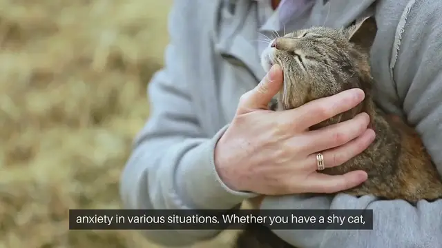 Video thumbnail for Training Nervous Pets