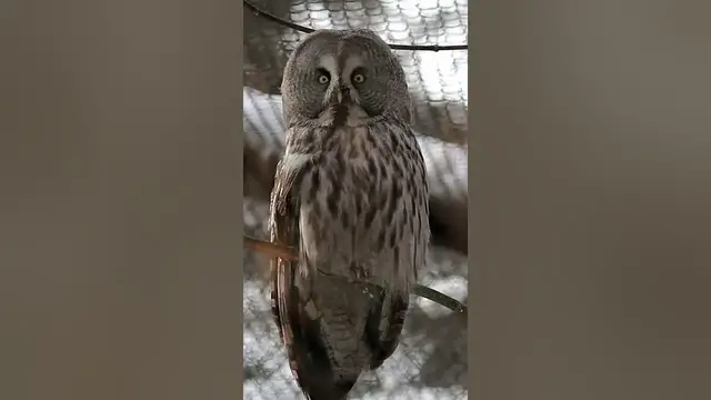 Video thumbnail for A group of owls is called a parliament. #shorts