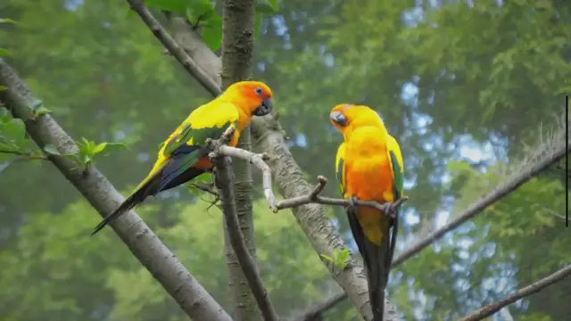 Video thumbnail for Golden Parakeet