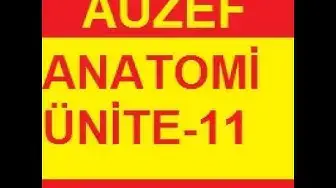 'Video thumbnail for Anatomi Ünite 11 Online Test Auzef vize final– Öğrenme Yõnetim Sistemi Google Chrome 2020 01 31 09'