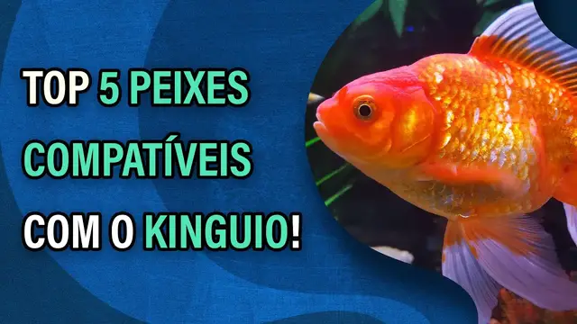 Video thumbnail for Top 5 Peixes Compatíveis com o Kinguio