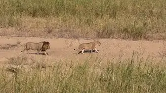 Video thumbnail for Sleeping Lions Suddenly Lead Us to Other Lions!