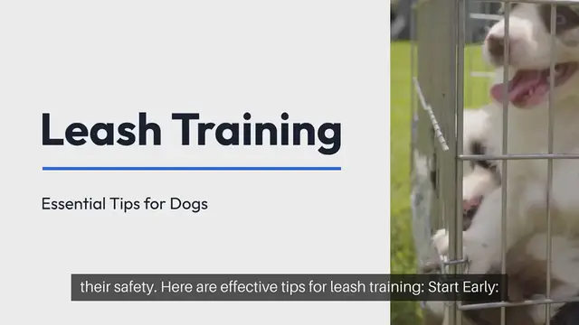 Video thumbnail for Leash Training Tips