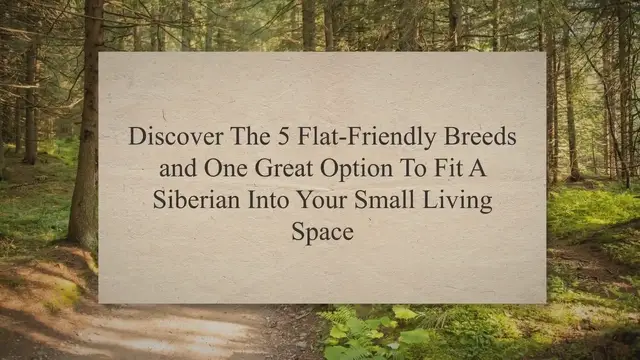 'Video thumbnail for How To Raise A Husky Puppy In An Apartment? Discover The 5 Flat-Friendly Breeds and One Great Option To Fit A Siberian Into Your Small Living Space'