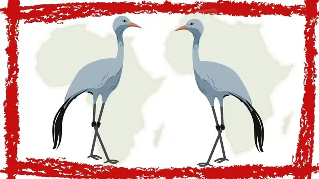 Video thumbnail for Blue Crane (Anthropoides Paradiseus) Video | Blue Crane Bird Sound | Blue Crane Bird Call, Song