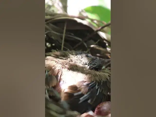 Video thumbnail for Bird Family Breakfast Buffet Adorable Chicks EP#063 #birdslover #birdwatch #wildlife #nature #birds