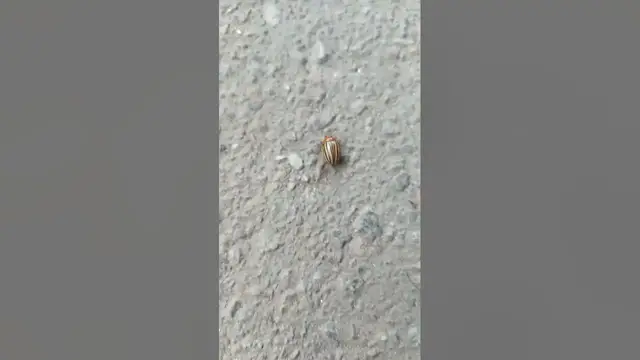 Video thumbnail for This Colorado potato beetle is clearly in a hurry to get somewhere.😀😂🤣#shorts