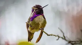 Video thumbnail for 10+ Fun Facts About Hummingbirds