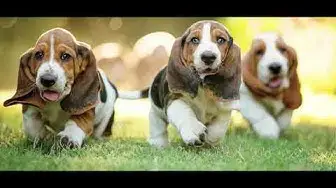 Video thumbnail for 15 Cutest Basset Hound Puppies of All Time