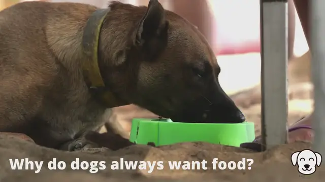 Video thumbnail for Why do dogs always want food?