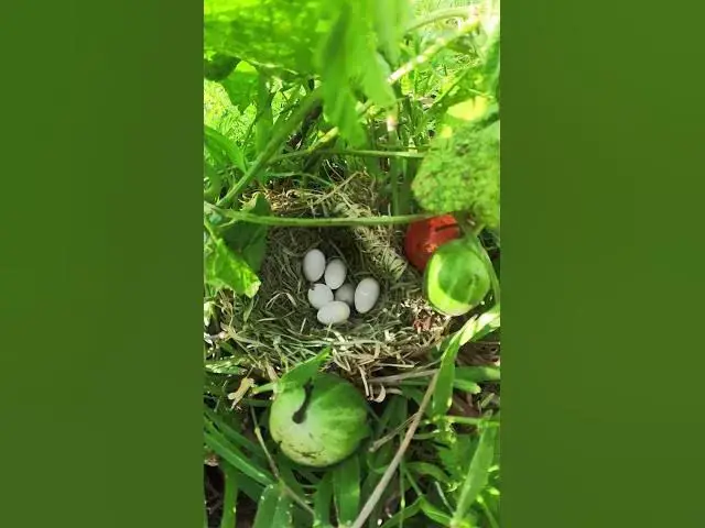 Video thumbnail for Egg Sparrow Raising #babyowl animals #ayam #owllove #nature #birdslover #owl #birds #owlcam  #babyan