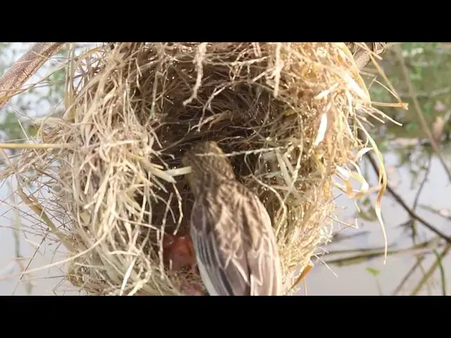 Video thumbnail for Golden Bird Catch Food Ri Feed baby in Nest @ViralBirdNest