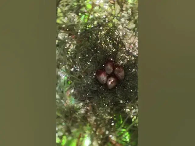 Video thumbnail for WoW Egg Grown Bird Growth Ep#0103 #bird #wildbirdlife #babyanimal #aquarium #birdlife #birds