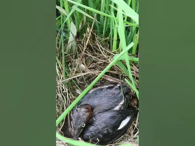 Video thumbnail for White Duck wild at Field #Female #Golden #Feed #Baby #Nest #Start #Results