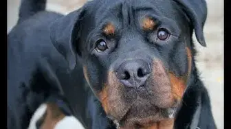Video thumbnail for 28 Pros and Cons of Owning a Rottweiler