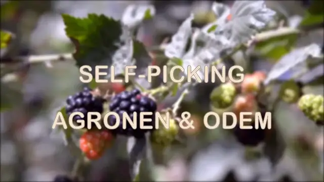 Video thumbnail for Picking Cherries and Raspberries in Israel