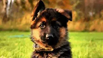 Video thumbnail for 250+ Best German Shepherd Dog Names