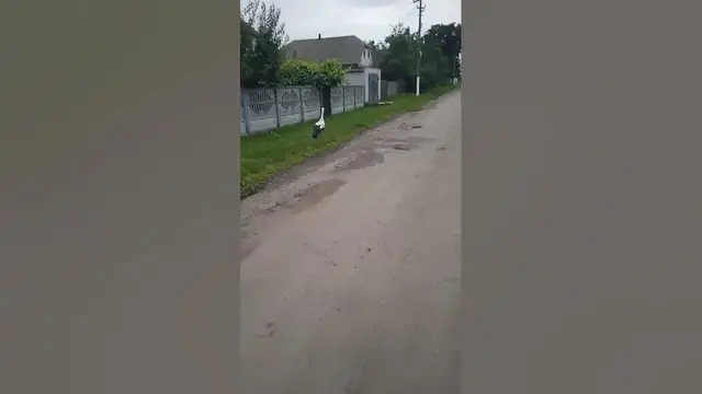 Video thumbnail for I'm just looking to see what's going on here 😀😁😂#shorts