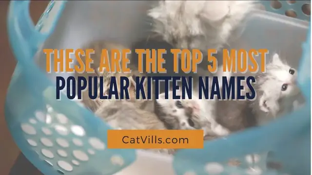 Video thumbnail for THESE ARE THE TOP 5 MOST POPULAR KITTEN NAMES