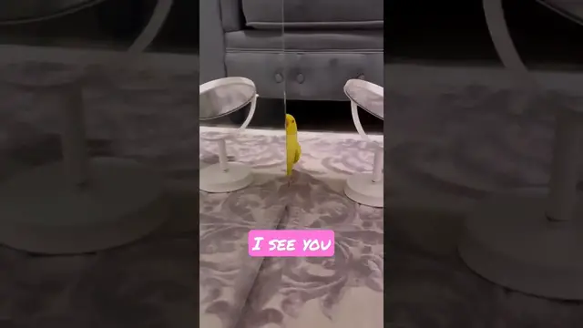 Video thumbnail for Talking parrot Indian ringneck parakeet