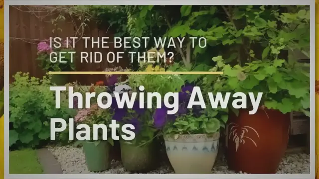 'Video thumbnail for Throwing Away Plants - Is It the Best Way to Get Rid of Them?'