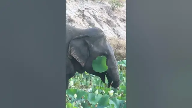 Video thumbnail for Asian Elephant #shorts