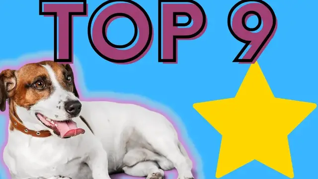 Video thumbnail for Jack Russell Terriers Favorite Things EVER! (Luna Loves These 9 Things The Most)