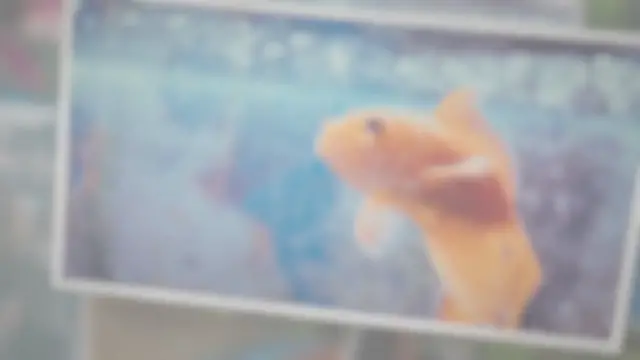 'Video thumbnail for 17 Best Freshwater Aquarium Fish'