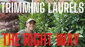 Video thumbnail for Pruning Laurel Hedges: DIY Gardening