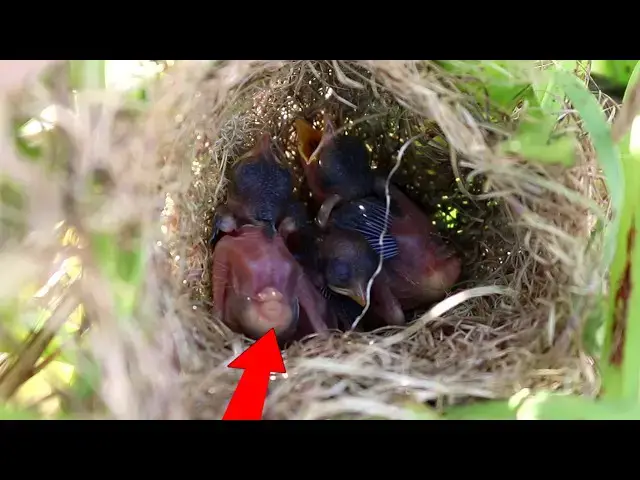 Video thumbnail for Gilded Avian Dwelling The Yellow Nest of the Golden Bird   @ViralBirdNest